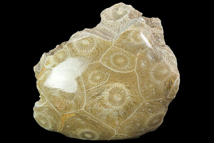 Polished Fossil Coral (Actinocyathus) - Morocco #100609